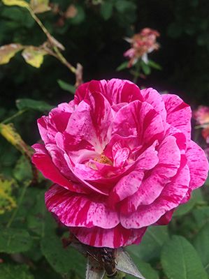 Blumenpracht im Sommer